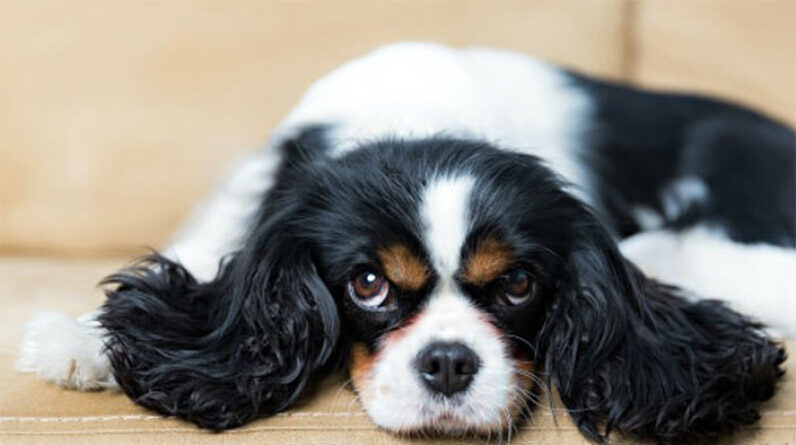 What Are The Cutest Dog Breeds?