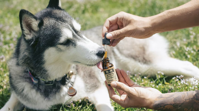CBD Dosage - Tips To Give For Your Dog Or Cat